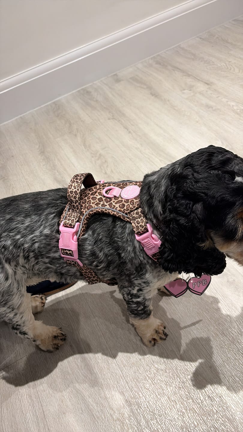 Customer photo review of Tough Trails™ Harness -  Leopard Print
