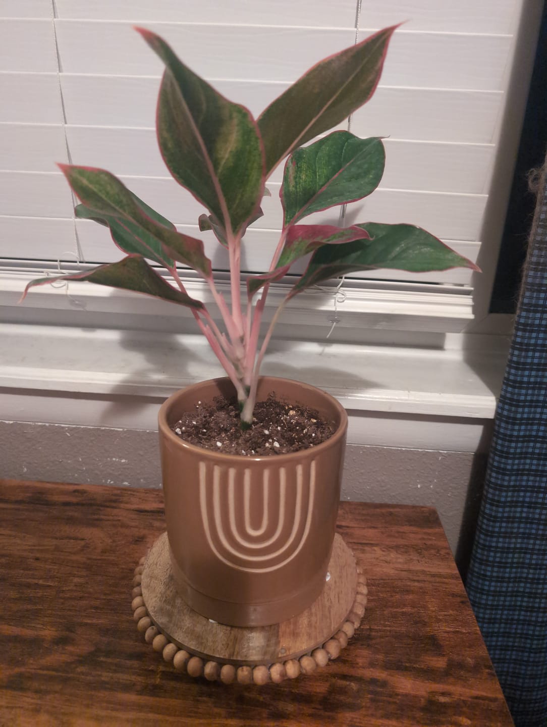 Customer photo review of Aglaonema 'Jasper Jones'