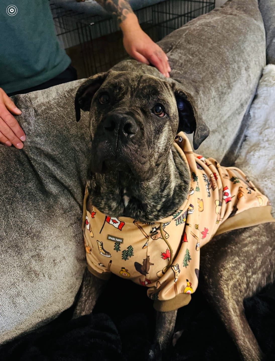 Customer photo review of Canada Dog Hoodie