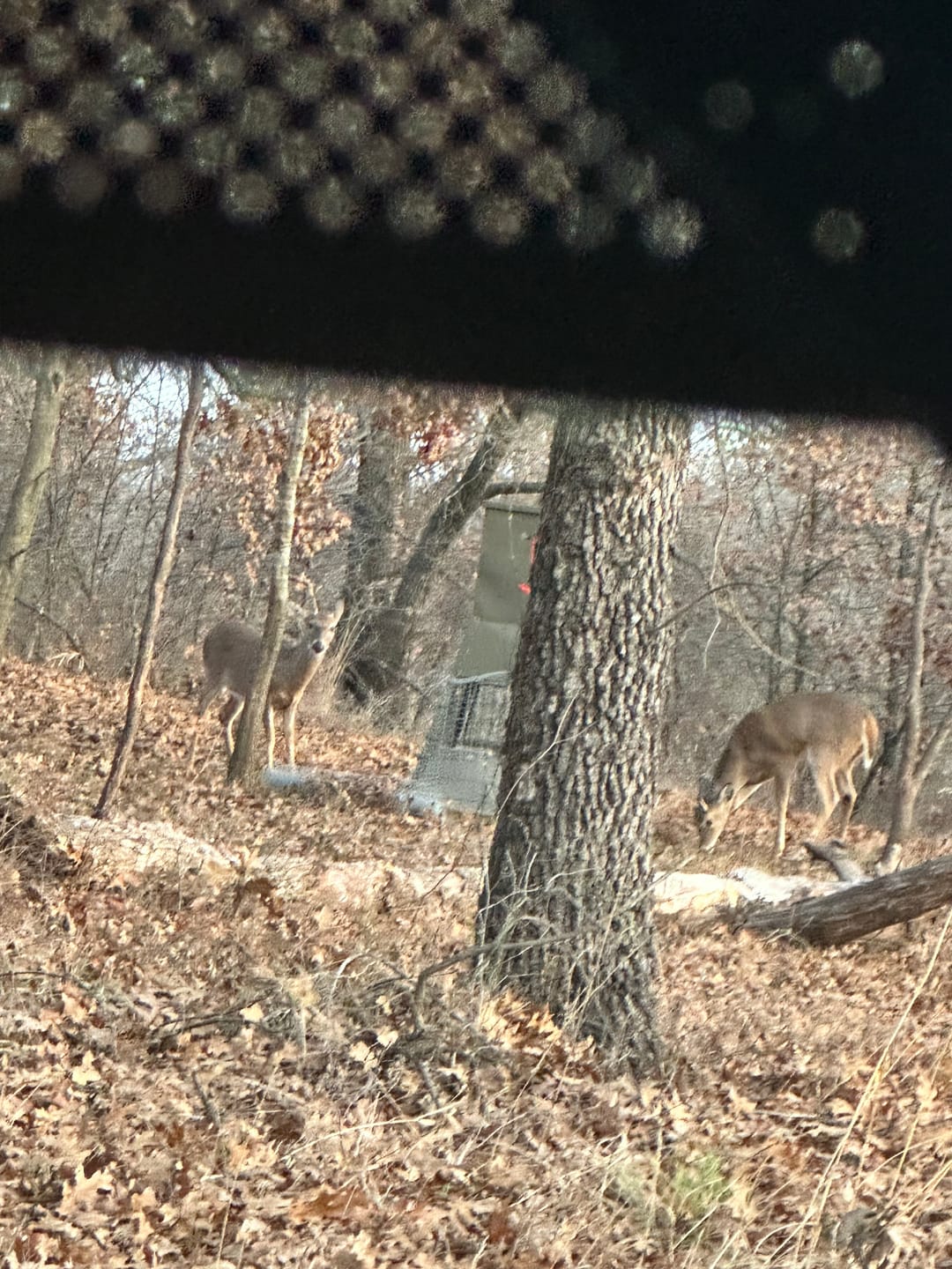Customer photo review of VisST 270° See Through Ground Blinds | Pop Up Portable Blinds for 2 3 Person Deer Hunting with Silent Magnetic Door