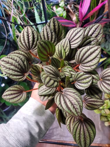 Customer holding a stunning Peperomia 'Piccolo Banda' with deeply ridged and striped leaves.