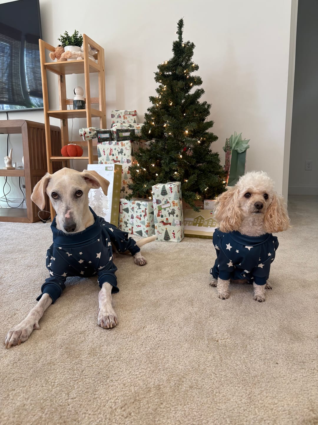 Customer photo review of Dog Pajama - Stars
