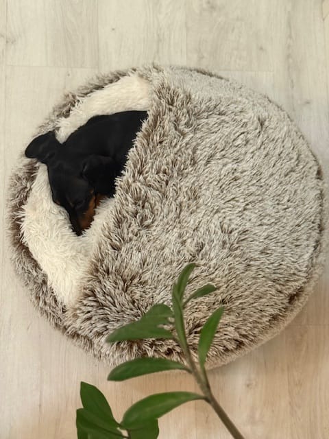 Customer photo review of CozyCave™ luolapeti koiralle