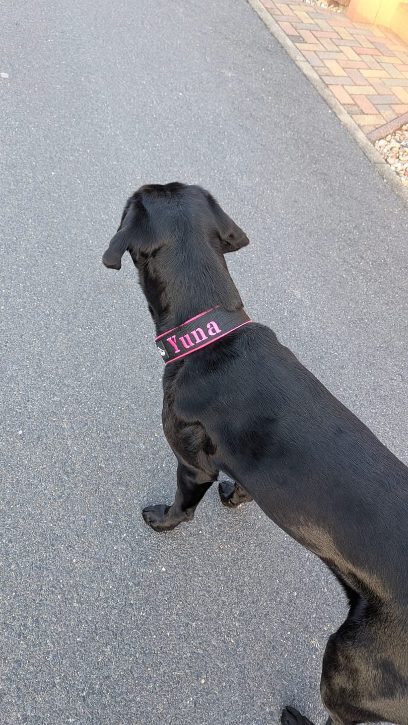 Customer photo review of Helstryp halsband med namn