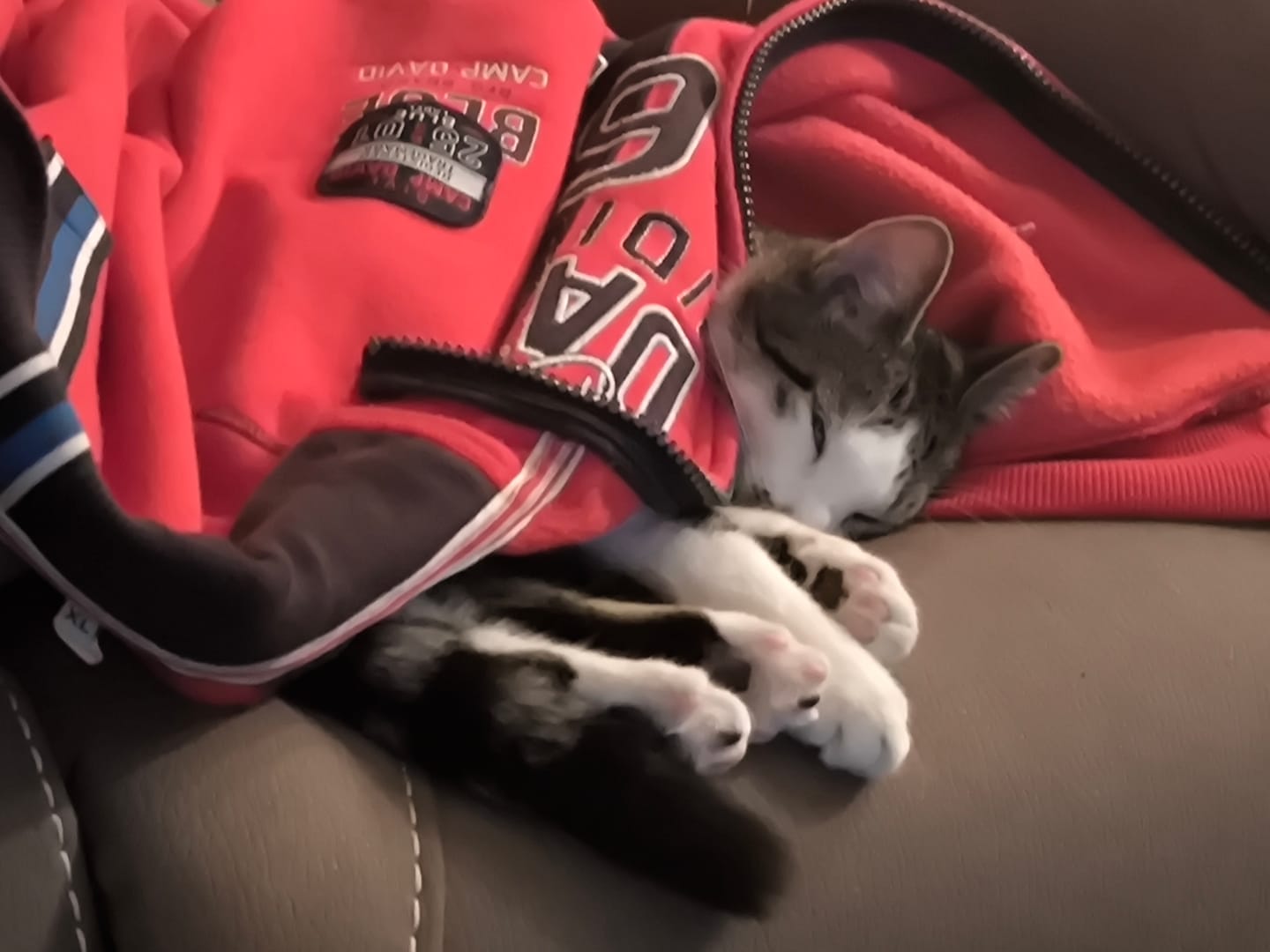Customer photo review of Nieren Vitalsuppe für Katzen