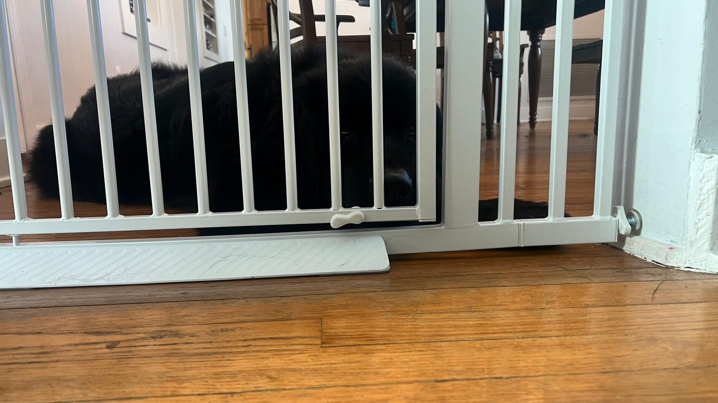 Customer photo review of FairyBaby 57" Extra Tall Pet Gate for  Big Dogs and Curious Climbers