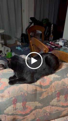 Customer video review of 2x Blisso Advanced Cat Probiotic | Cat Probiotic for Diarrhea & Kidney Support