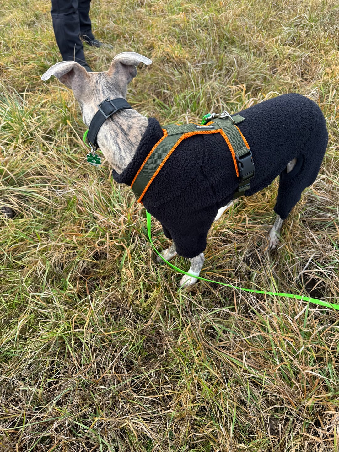 Customer photo review of Windhundgeschirr FUN "Hunter O'Green"
