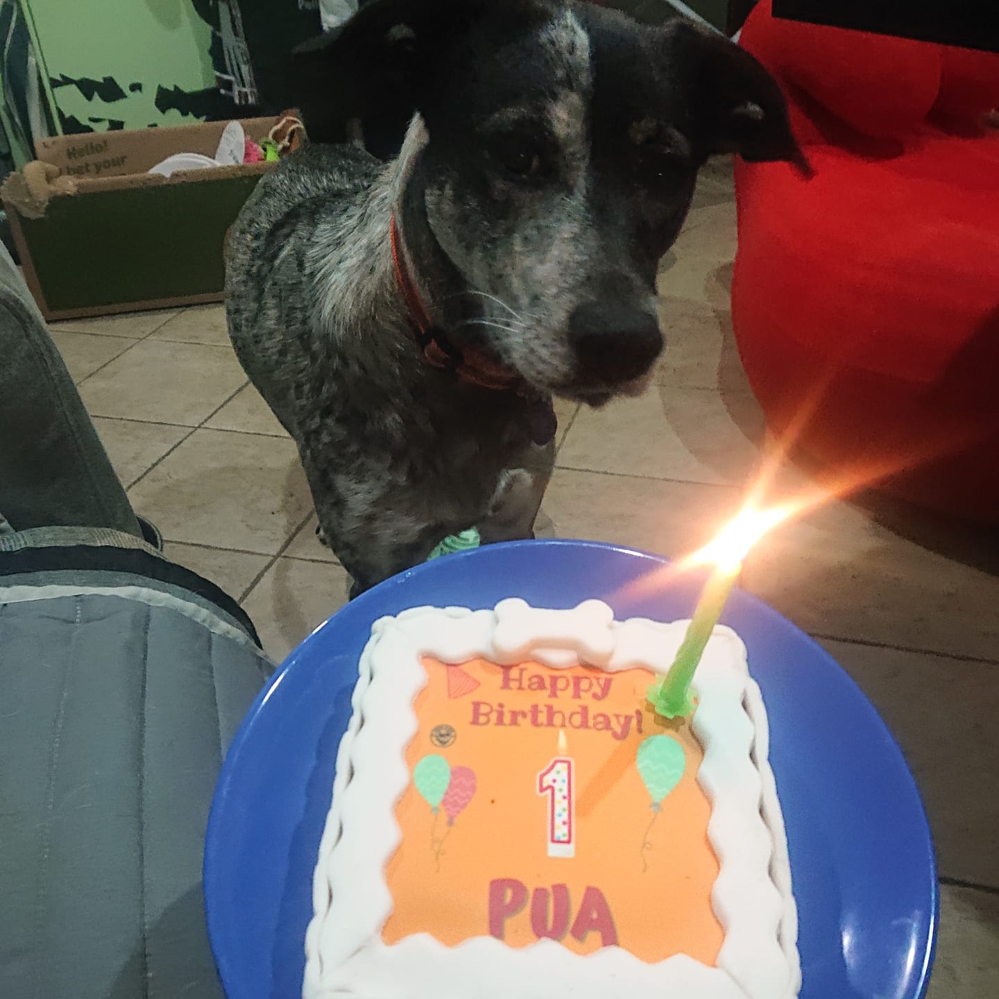 Customer photo review of Torta Per Cani Happy Birthday Personalizzabile Con NOME E ANNI