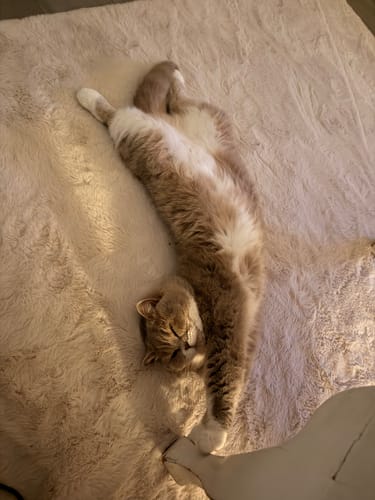 Le chat d'un client, satisfait et détendu, dormant sur le dos après avoir mangé ses croquettes.