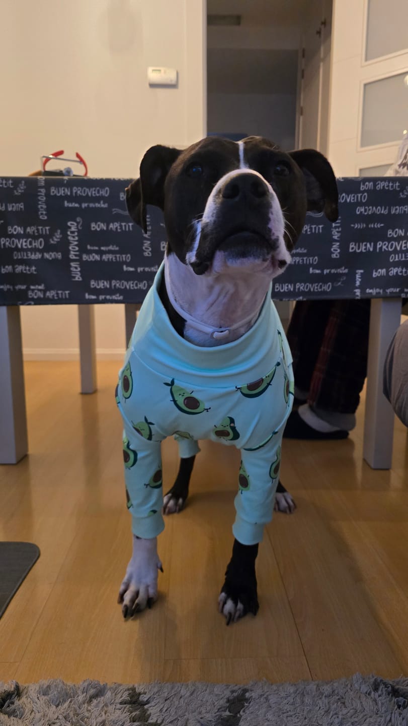 Customer photo review of Dog Pajama - Avocado