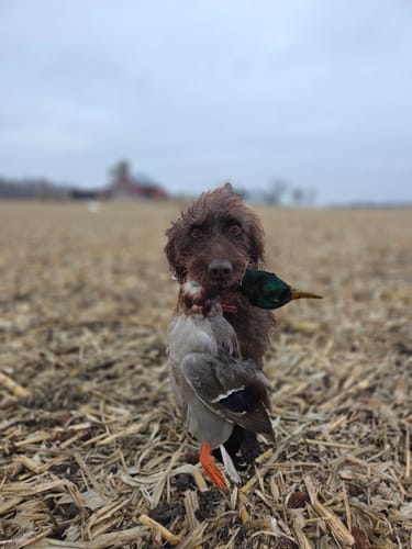 Customer photo review of CQ2 Duck Call