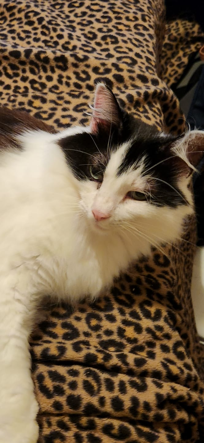 Customer photo review of Cat Itchy Skin & Healthy Coat Remedy