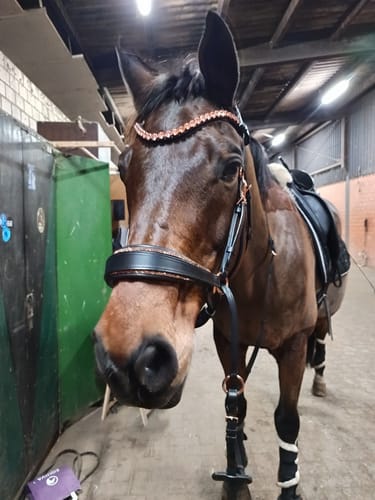 Customer photo review of Roségold Editon - Harmony Bridle - gebisslose Trense