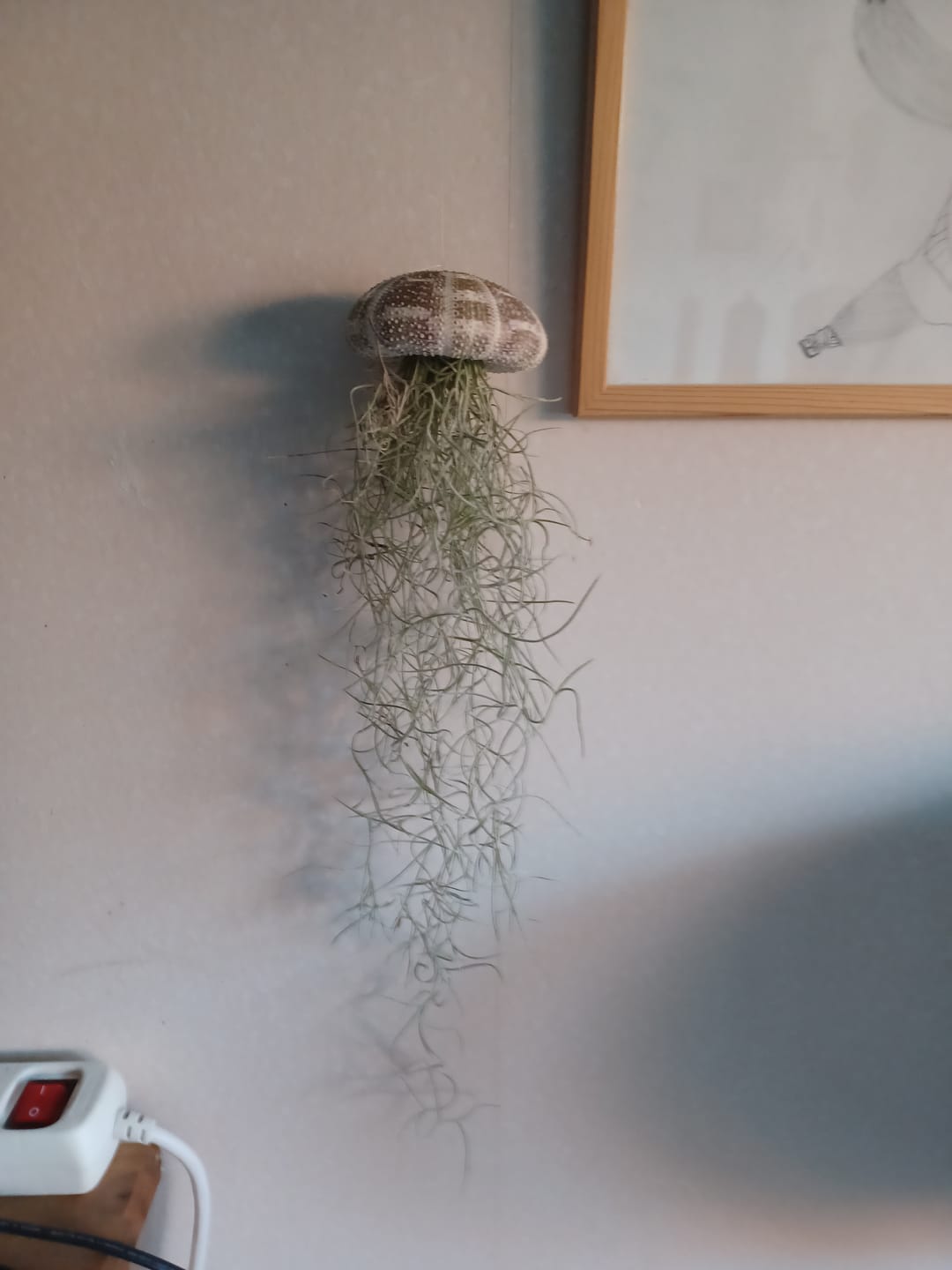 Customer photo review of Tillandsien Qualle