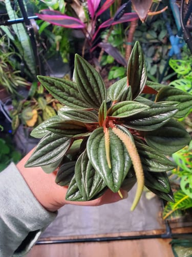 Customer holding a healthy Peperomia 'Eden Rosso' plant with dark, ridged leaves and a long flower spike.