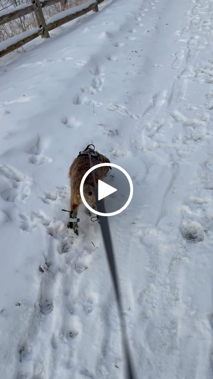 Customer video review of Flex Shell Waterproof Dog Boots
