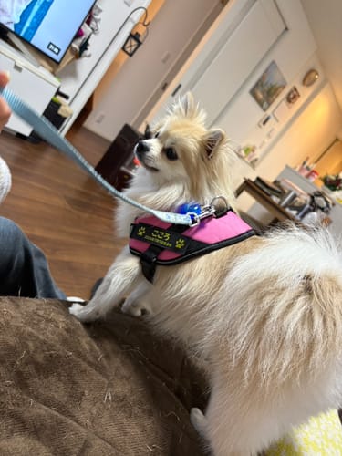 Customer photo review of FunFunPet 高機能ハーネス（お名前タグ作成サービス付き）