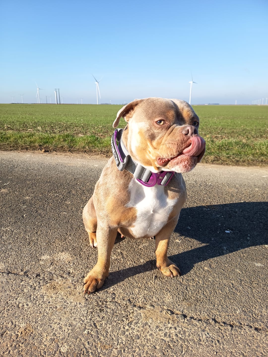 Customer photo review of 5cm Lighter Combat® Collar | With Handle Secure Clip - Purple x Metal Grey