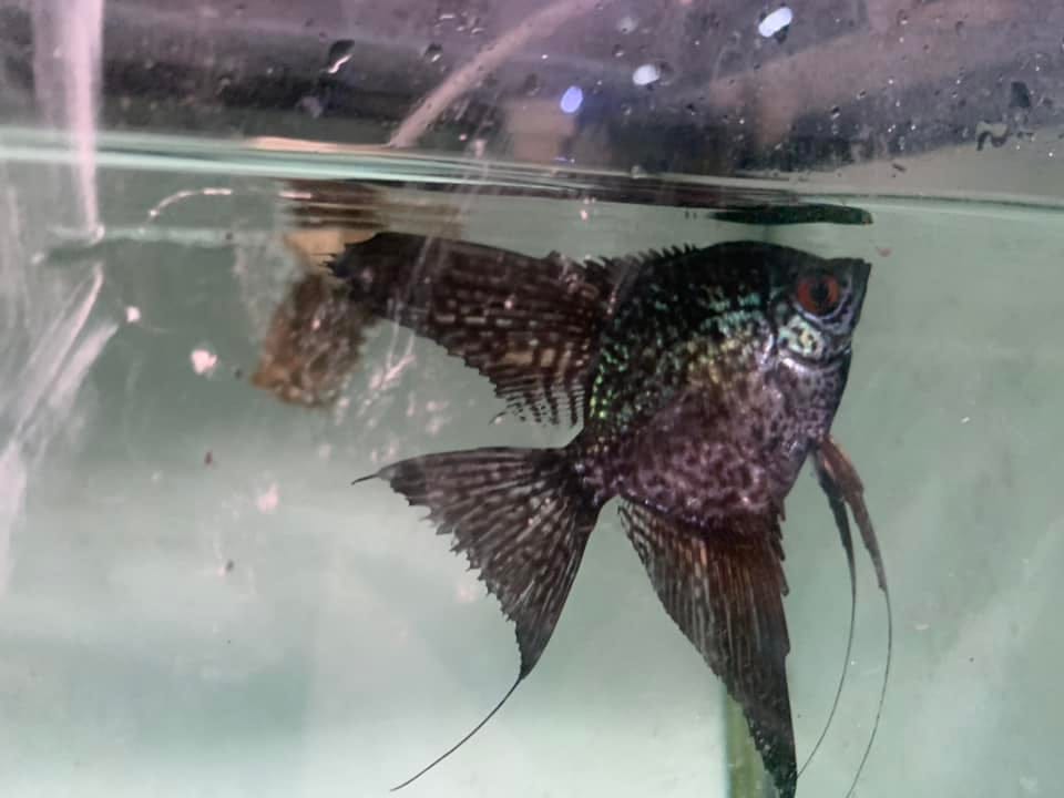 Customer photo review of Leopard Angelfish