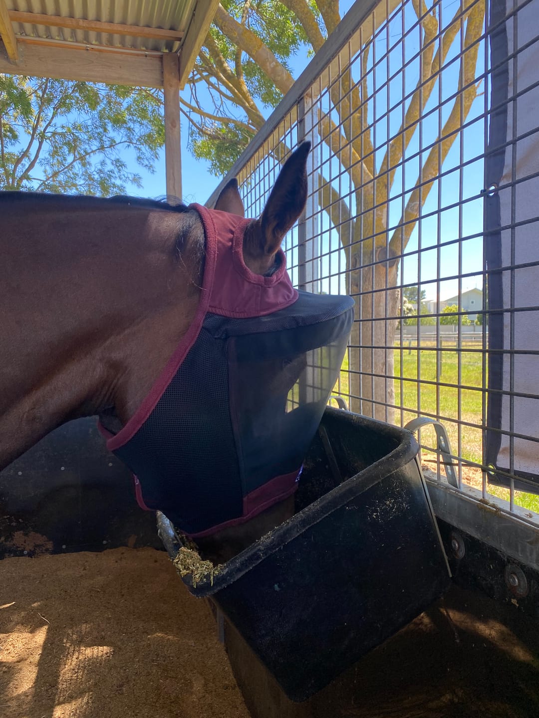 Customer photo review of LE Outback Flymask Original