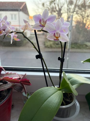 Kundenbewertung der Table Dance Pia Orchidee mit hellrosa Blüten, die auf einer Fensterbank steht.