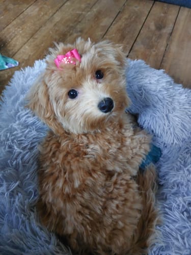 Customer photo review of Puppery Hundebett Wolke 7 - Das Original