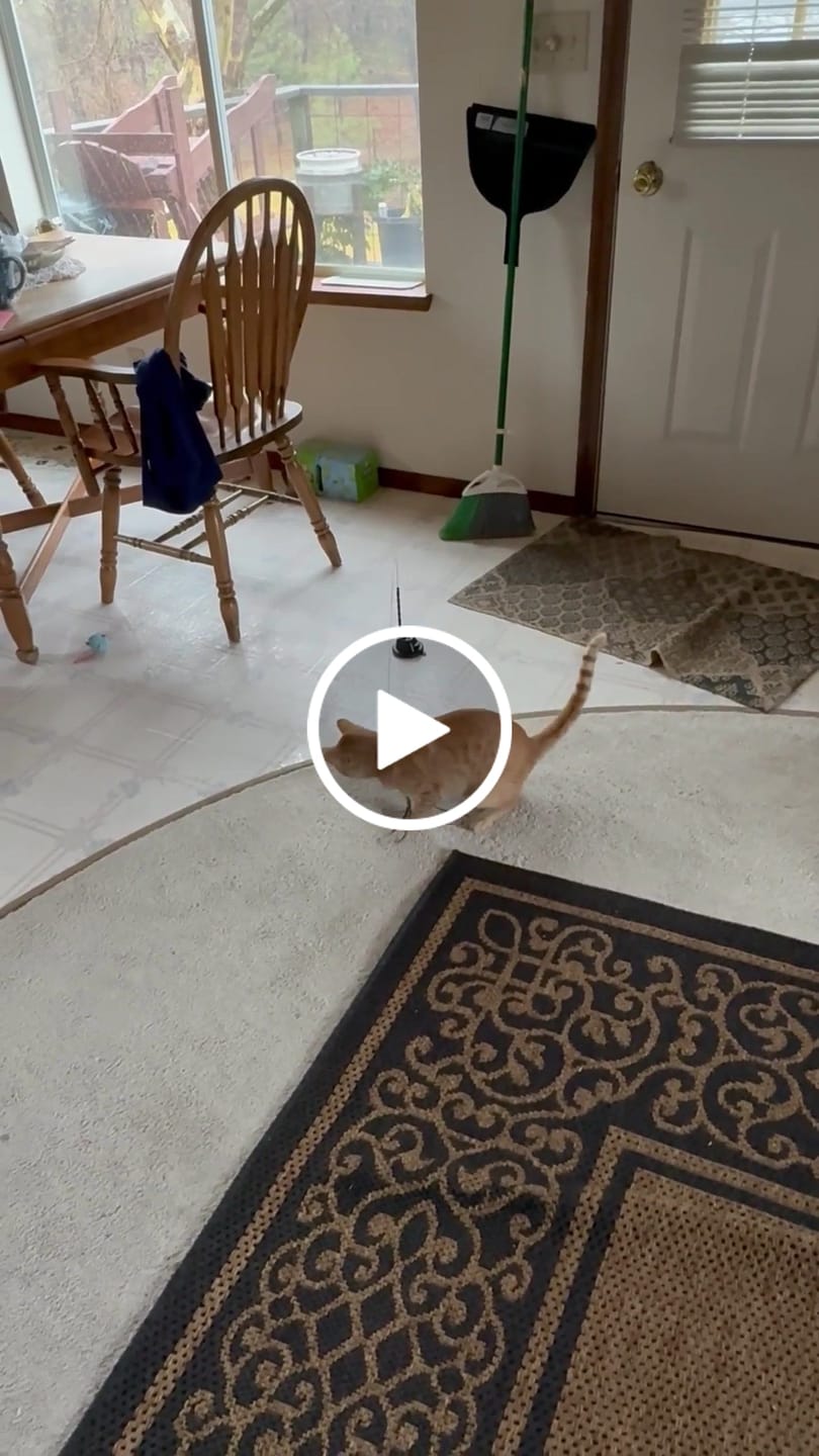 Customer video review of Interactive Bird Simulation Cat Toy Set