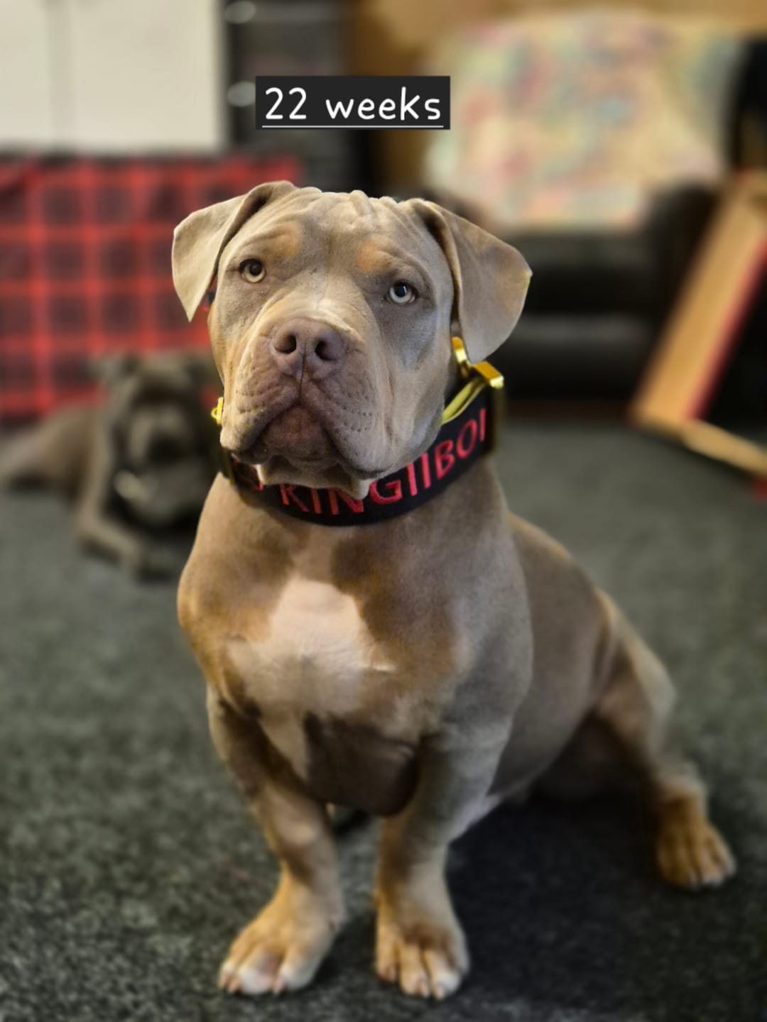 Customer photo review of 5cm Lighter Combat® Collar | With Handle Secure Clip - Black x Yellow