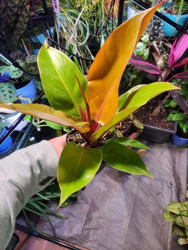 Customer holding a healthy Philodendron 'Prince of Orange' with vibrant orange new leaves.