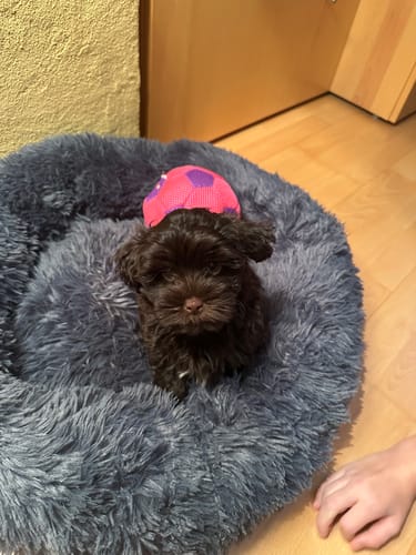 Customer photo review of Puppery Hundebett Wolke 7 - Das Original
