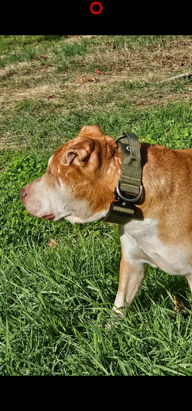 Customer photo review of 5cm Combat® Collar | With Handle & Secure Clip - Metal Grey