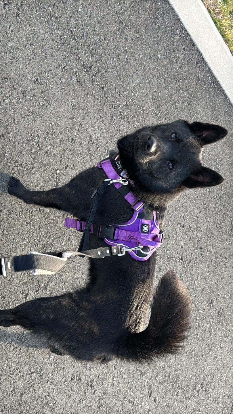 Customer photo review of Anti Pull Hurricane Harness Lighter | With Handle - Purple