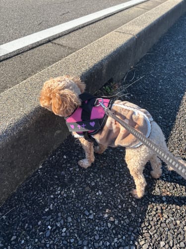 Customer photo review of FunFunPet 高機能ハーネス（お名前タグ作成サービス付き）