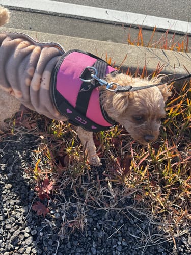 Customer photo review of FunFunPet 高機能ハーネス（お名前タグ作成サービス付き）