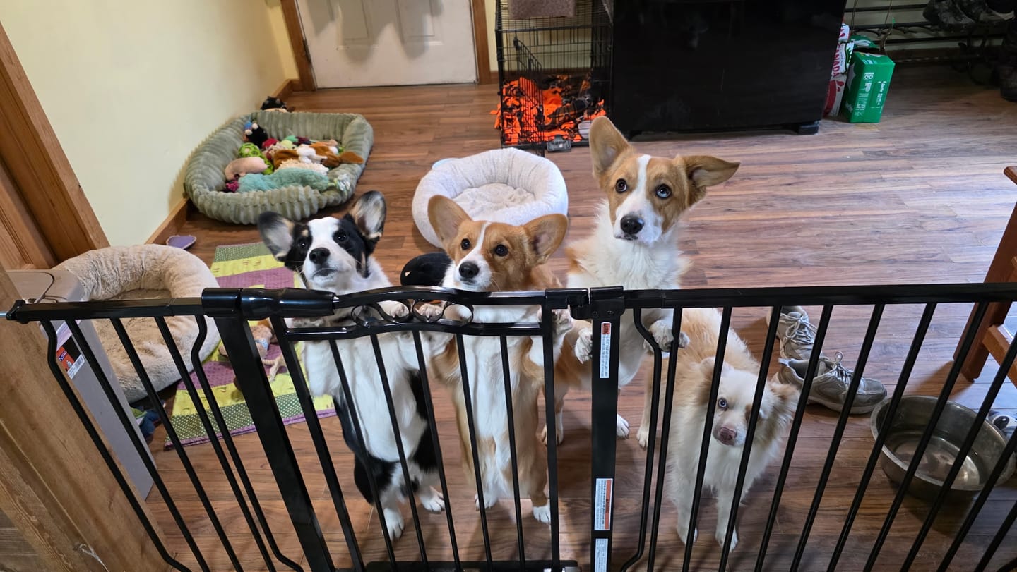 Customer photo review of FairyBaby Arch-Shaped Walk Through Baby Gate With 23.5" Extra Wide Walk Through Door