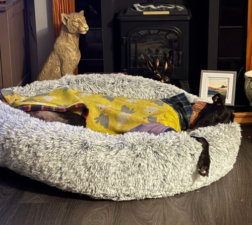 Customer photo review of Super Plush Donut Bed
