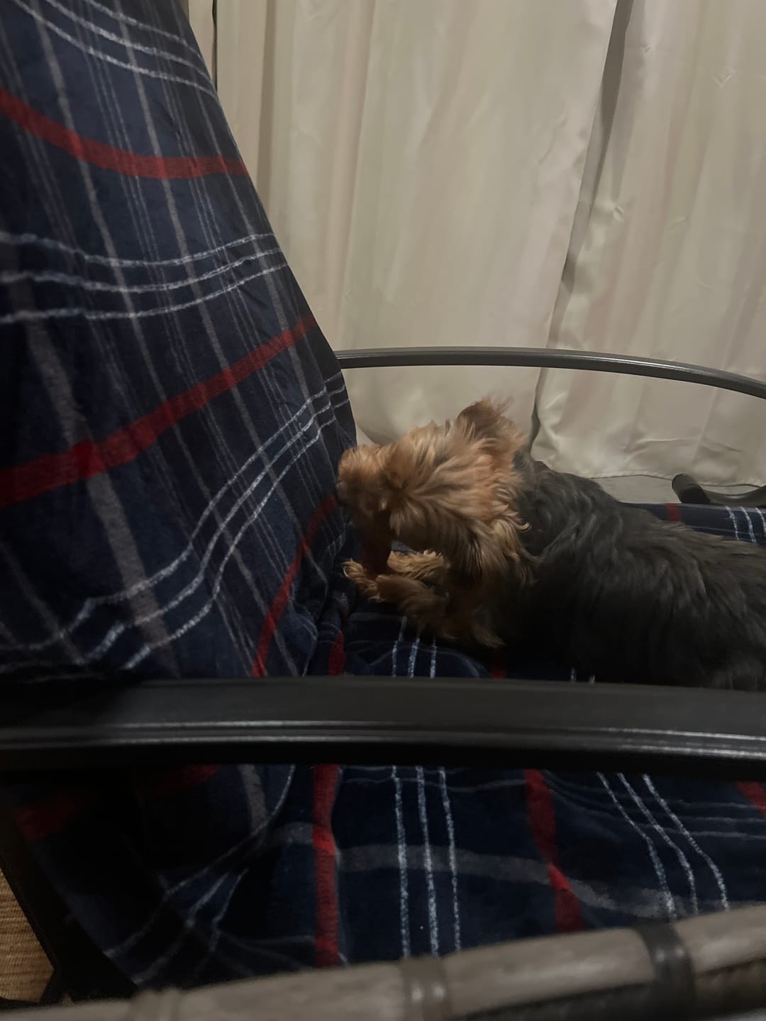 Customer photo review of 12 Inch Thick Braided Bully Stick
