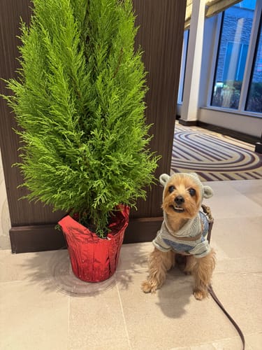 Customer photo review of Signature Gold Bones