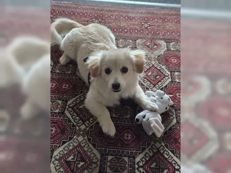Customer photo review of Wohlfühltabs für Hunde bei Stress, Angst, Unruhe und Hyperaktivität
