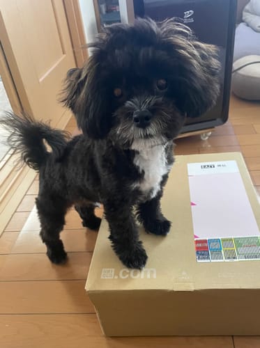 Customer photo review of FunFunPet 高機能ハーネス（お名前タグ作成サービス付き）