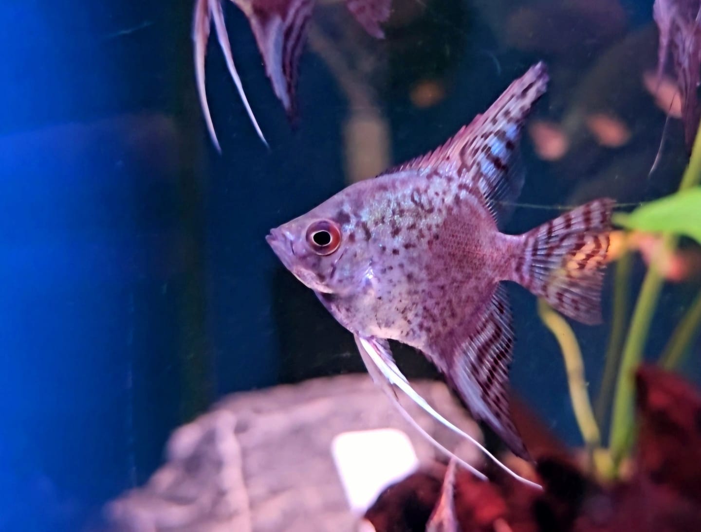 Customer photo review of Leopard Angelfish