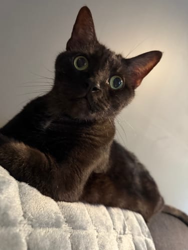 Customer's photo of a dark brown cat with green eyes, mentioned in their review for the Mr and Mrs Cat Necklace.