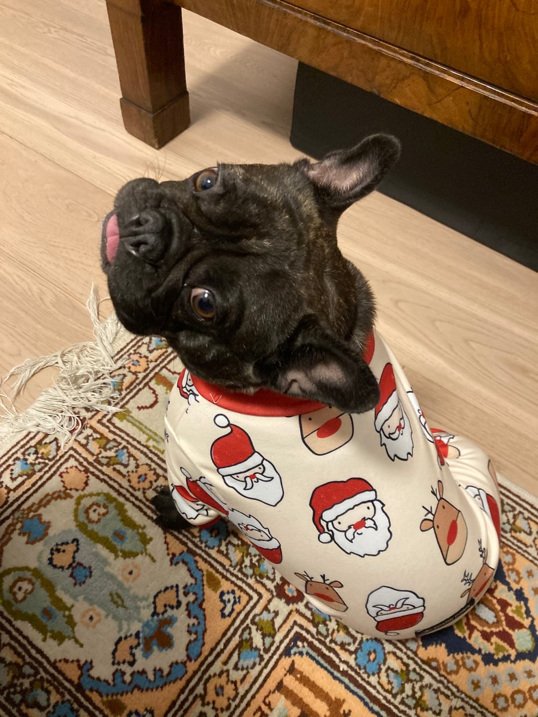 Customer photo review of Knit Christmas Dog Sweater - Dasher Red