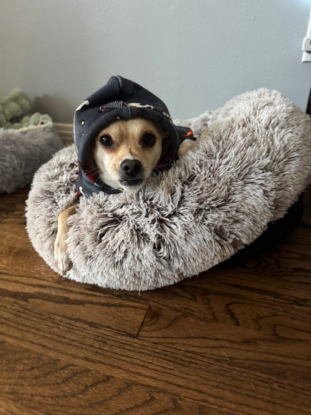 Customer photo review of Rock and Roll Dog Hoodie