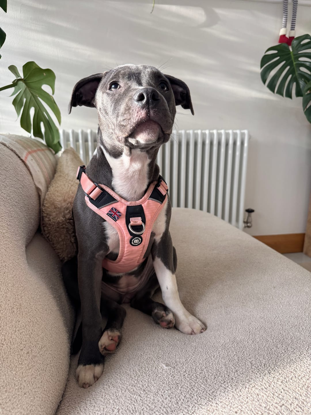 Customer photo review of Anti Pull Hurricane Harness Lighter | With Handle - Pink