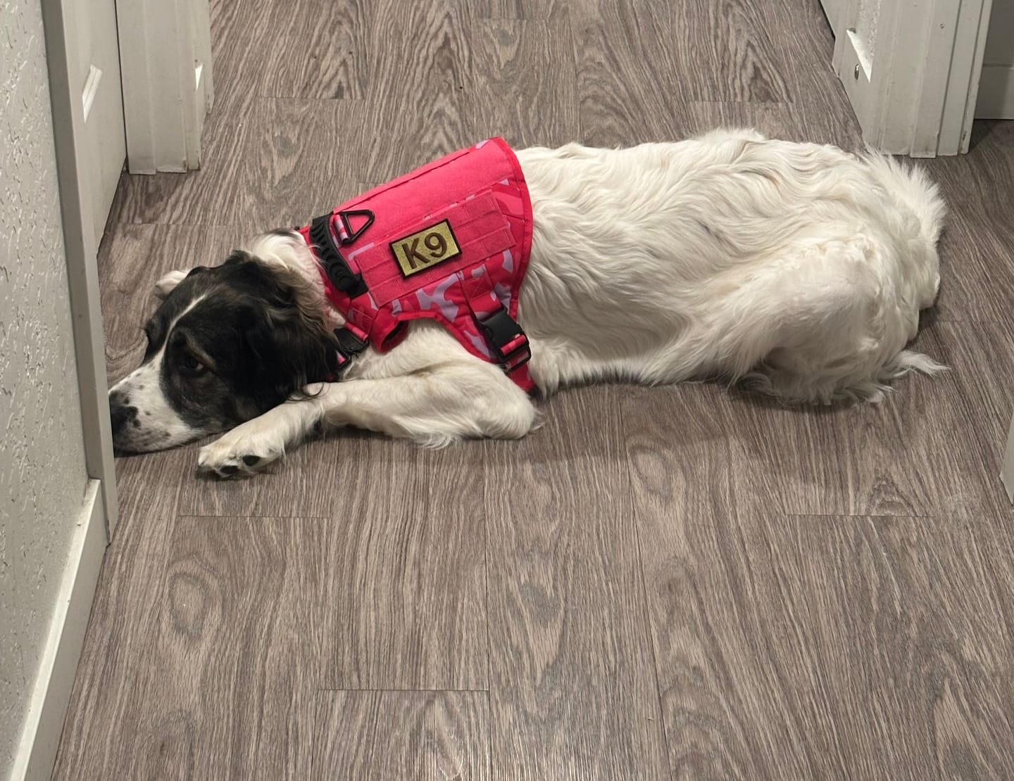 Customer photo review of Classic Heavy-Duty Tactical No-Pull Team K9™ Dog Harness With Front & Back D-Rings, Quick-Release Metal-Buckles, Hook & Loop Panels, & Top Handle