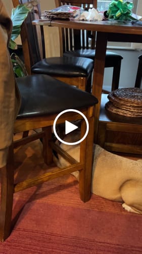 Customer video review of Medium Ostrich Cane (10" x 3"): The Long-Lasting, Flavor-Packed Chew for Medium & Large Dogs