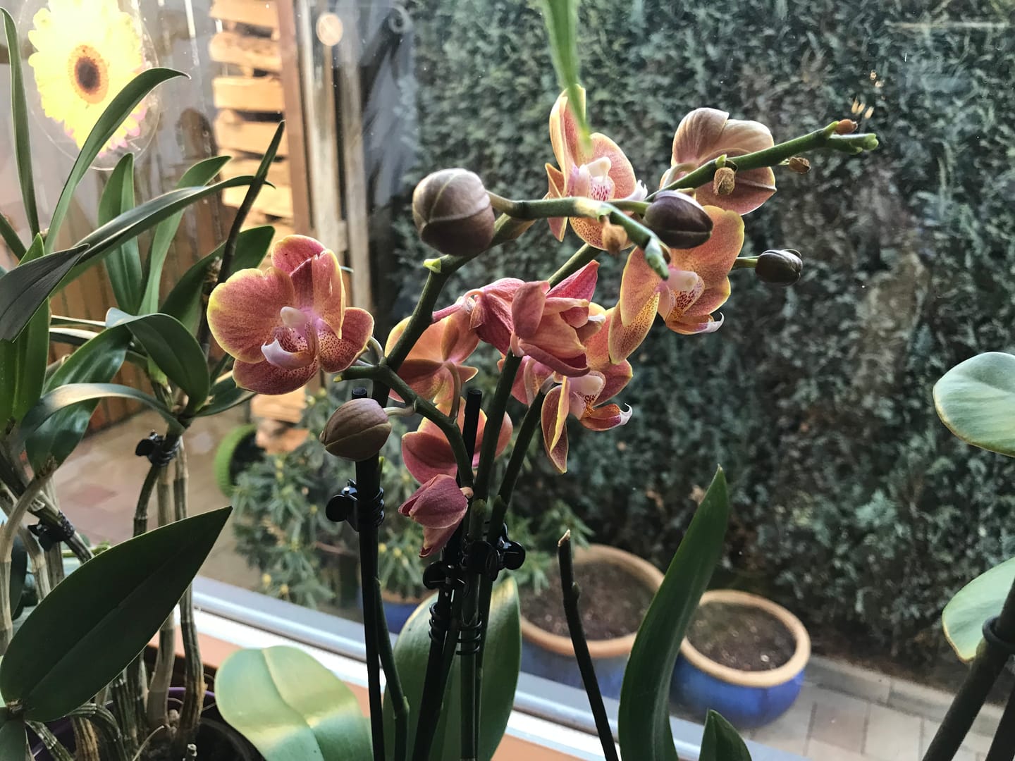 Customer photo review of Große Two of Us Dame Etna mit orange-gelben Blüten und 4+ Rispen