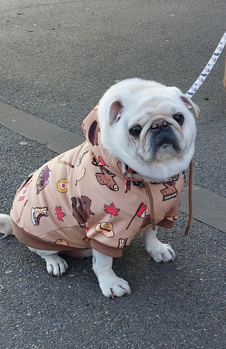 Customer photo review of Canada Dog Hoodie